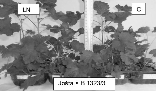 Seedlings grown from pollination with cryopreserved pollen (LN) and freshly collected pollen (С); Pushkin and Pavlovsk laboratories of VIR, 2023.