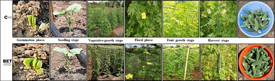 Sample images illustrate changes in vegetative growth characteristics of bitter gourd at different stages. C: Control group; BET: Blessing/biofield energy treatment group.