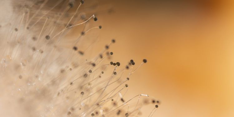 Journal of Fungal Diversity - Keratinophilic Fungi